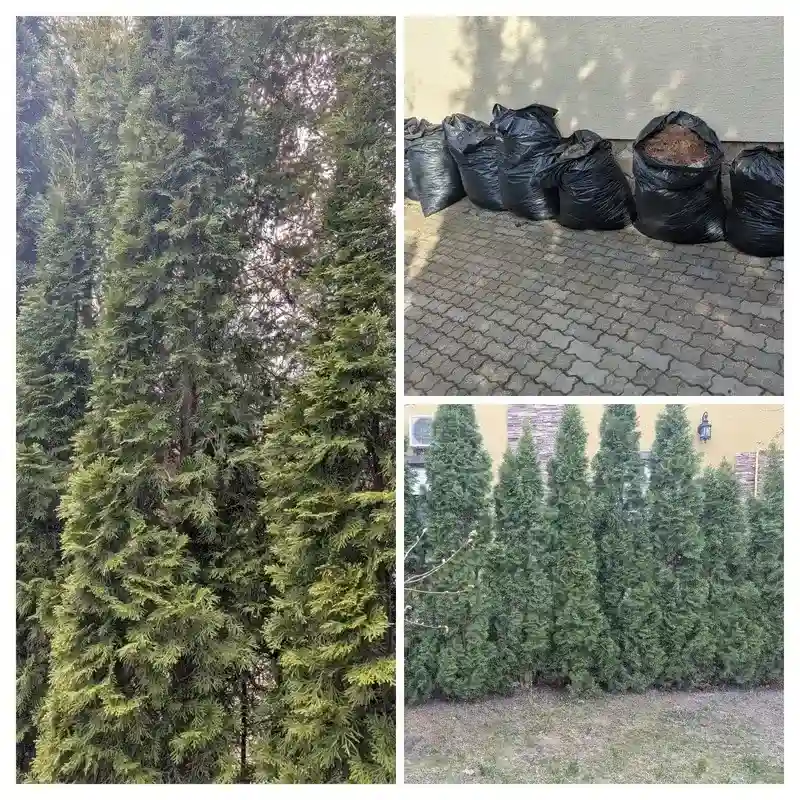 Восстановление туй в г. Руза